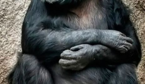 La chimpancé Cecilia va rumbo a su nuevo hogar en un santuario de Brasil