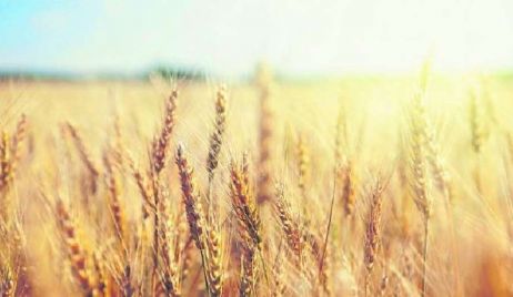 Cosecha de trigo da resultados inesperados para los productores