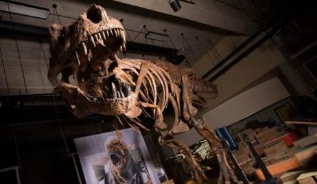 Canadá: El hallazgo del Tiranosaurio Rex más grande del mundo