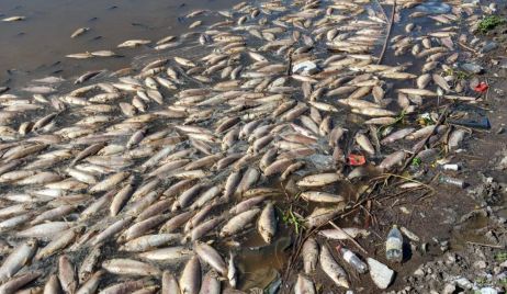 Mortandad de peces en el río Salado