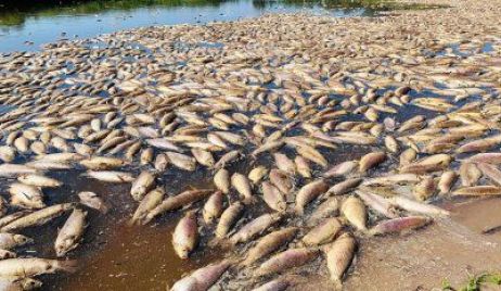 Río Salado: un informe confirmó la presencia de glifosato y otros potentes agroquímicos en agua y peces