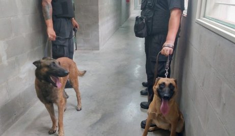 El Servicio Penitenciario amplió la dotación de perros para rastrear cannabis, pólvora y celulares en las cárceles