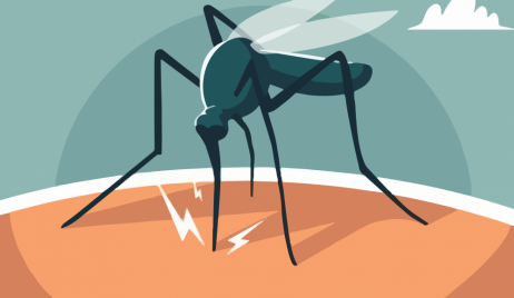 Dengue: Provincia actualiza la información y recomendaciones