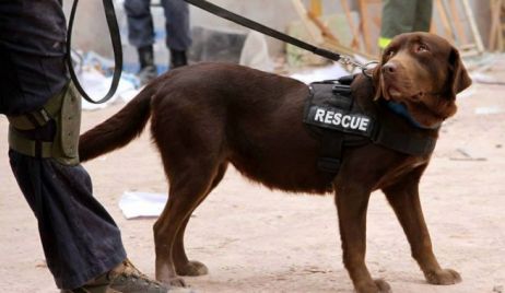Murió Lola, la perra rescatista que buscó sobrevivientes en Rosario