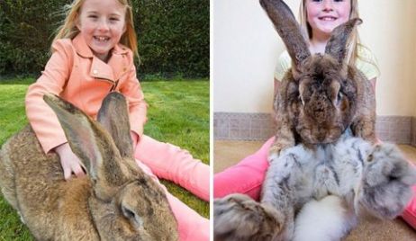 El conejo más grande del mundo 22kg