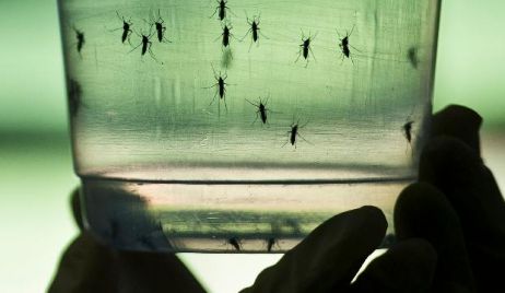 Según informe de la OMS, el virus del zika amenaza a América