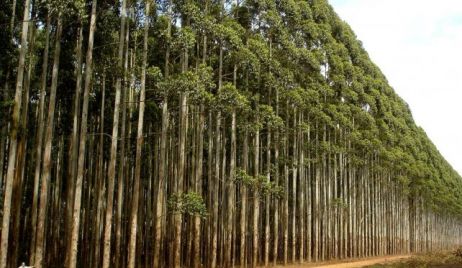 Diputados aprobó un plan de forestación en dos lotes del departamento 9 de Julio
