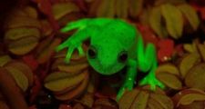 Hallan en Santa Fe las primeras ranas fluorescentes del mundo