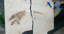 La Aduana frustró el contrabando de 100 piezas de fósiles de dinosaurios a España