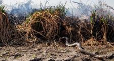 CORRIENTES: se quemaron 785.238 hectáreas, un 9% del territorio provincial