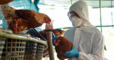 Detectaron casos de gripe aviar en la provincia