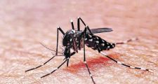 Los casos de dengue en Santa Fe bajaron un 25% 