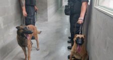El Servicio Penitenciario amplió la dotación de perros para rastrear cannabis, pólvora y celulares en las cárceles