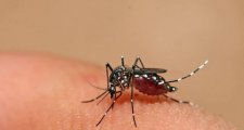 Dengue: Salud provincial actualiza la situación epidemiológica