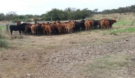 Los Pumas llevaron a cabo diversos operativos en rutas santafesinas.-