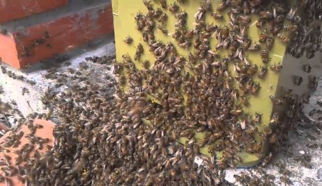 MURIÓ UN HOMBRE ATACADO POR UN ENJAMBRE DE ABEJAS.