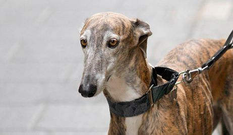 Es ley la prohibición de las carreras de galgos en todo el país