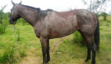 VILLA OCAMPO: Un caballo enredó la soga en una de las piernas de una nena produciéndole heridas gravísimas