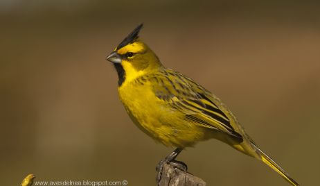 Advierten sobre una seria merma de aves en territorio santafesino