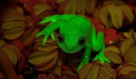 Hallan en Santa Fe las primeras ranas fluorescentes del mundo