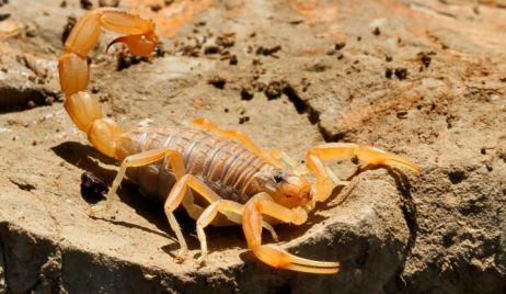 Descubren un ingenioso método para combatir alacranes