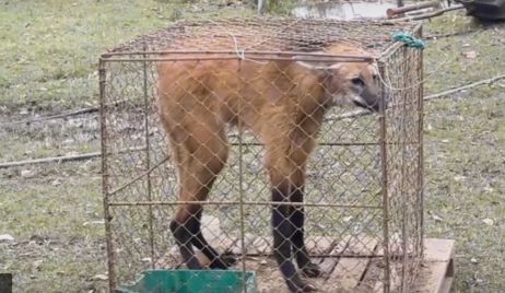 Un Aguará Guazú (especie en peligro de extinción) fue hallado en la zona rural de El Sombrerito.