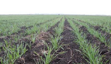 El trigo se desarrolla en muy buenas condiciones en el centro norte santafesino