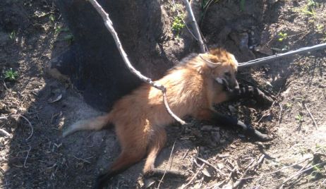 Un ejemplar de Aguará Guazú, fue hallado este fin de semana por Personal de la Guardia Rural “Los Pumas”.-  