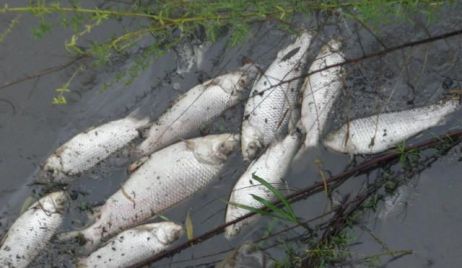 El Ministerio de Medio Ambiente descarta que la mortandad de peces en el arroyo El Rey de Reconquista sea producto de contaminación