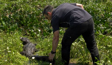 LIBERARON EN RECONQUISTA A UN YACARÉ NEGRO RESCATADO EN LA LAGUNA  SETÚBAL