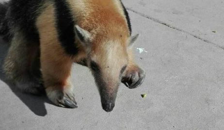 Oso Melero fue devuelto a su hábitat natural.