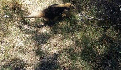 Dos Osos Meleros fueron liberados a su hábitat natural