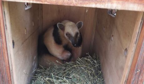 Se liberó un oso melero en su hábitat  