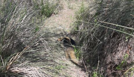 Procedimientos de la Guardia Rural Los Pumas