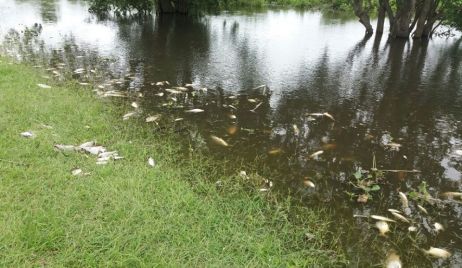 Mortandad de peces: los análisis de agua de Villa Ocampo y Romang dieron negativos