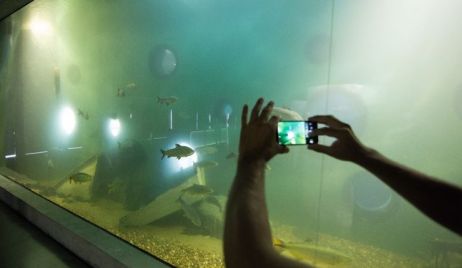 Activistas en contra del acuario piden la liberación de los peces