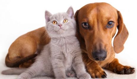 Comienza la campaña de castración y vacunación antirrábica de mascotas gratuita 2018
