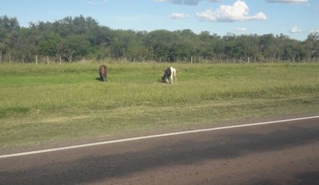 Últimos procedimientos de la Guardia Rural 