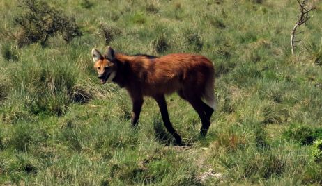 Se  liberó a un ejemplar de Aguará Guazú en Alejandra