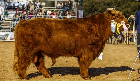 El extraño de pelo largo que desconcierta en la Rural