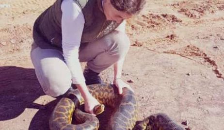 Impresionante: divisaron una boa curiyú que superaba los 2 metros en Mburucuyá