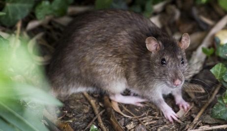 Hantavirus: confirmaron un caso de contagio en provincia de Buenos Aires