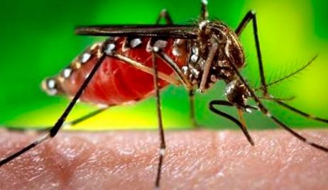 CIUDAD DE SANTA FE: 11 casos de dengue confirmados.