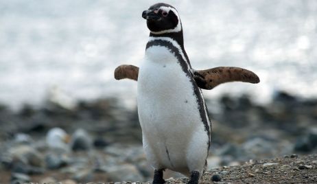 Córdoba: Tenían un pingüino de Magallanes en el patio de su casa