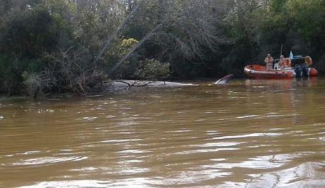 Encuentran muerta una ballena en el Río Paraná