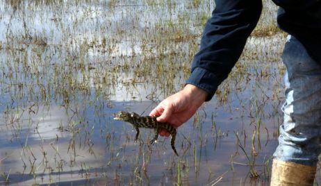 SE  LIBERÓ YACARÉS EN UNA RESERVA DEL DEPARTAMENTO SAN CRISTÓBAL