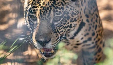 AUMENTO POBLACIONAL DEL YAGUARETÉ EN EL PARQUE NACIONAL  IGUAZÚ