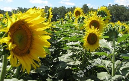 En Santa Fe, el girasol “no rinde lo que se esperaba”