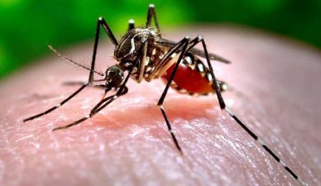 DENGUE: 25 casos confirmados en la provincia.