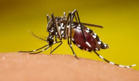 Dengue: Hay 36 casos en la provincia de Santa Fe